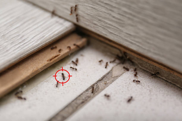 Best Residential Pest Control  in Battle Ground, IN