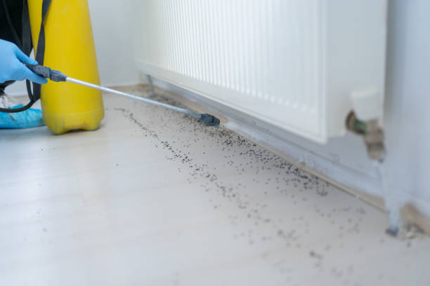 Best Wasp Removal Services  in Battle Ground, IN