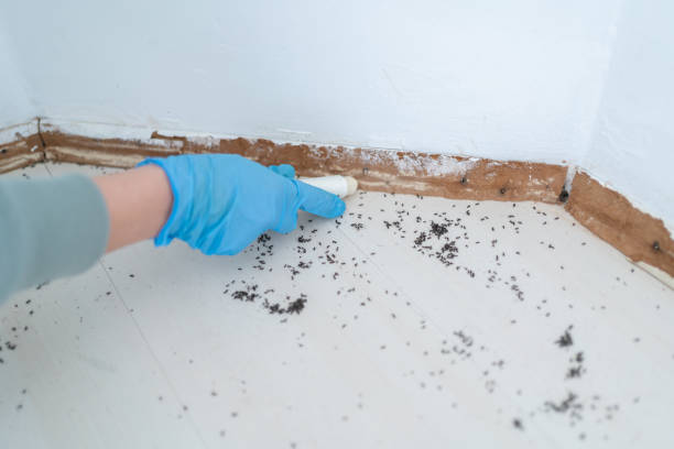 Best Termite Control Services  in Battle Ground, IN